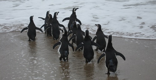 penguins at Punta Tombo, Argentina