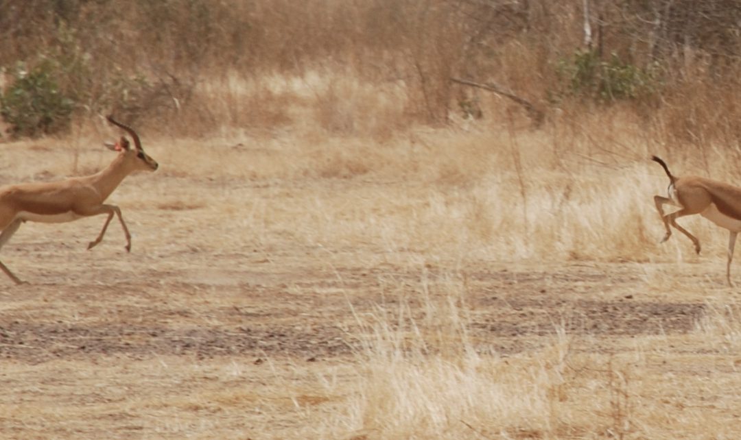 Dorcas gazelles’ seasonal patterns of activity recorded by Argos