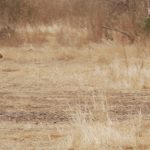 Two dorcas gazelles (credit C Enseñat)
