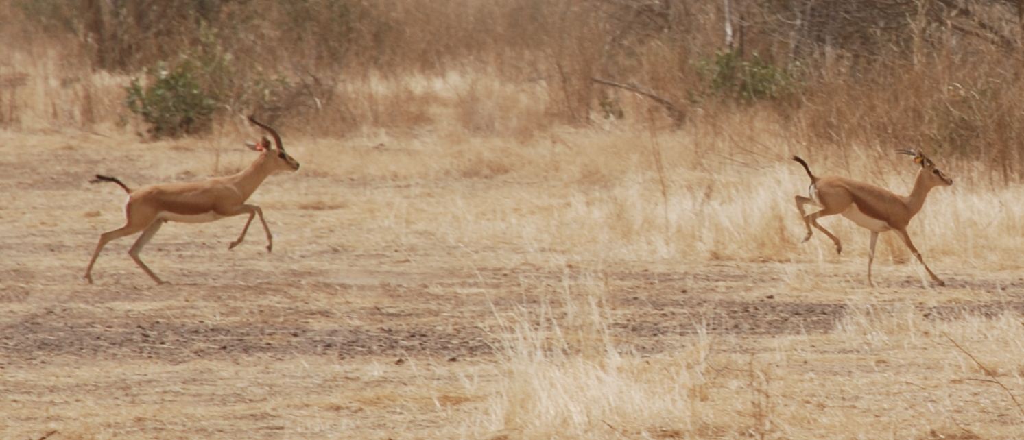 Two dorcas gazelles (credit C Enseñat)