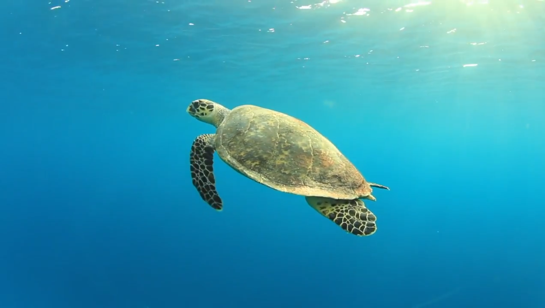 EO4 Wildlife EO4 Wildlife