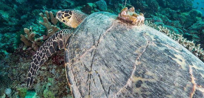 Argos tag on hawksbill turtle