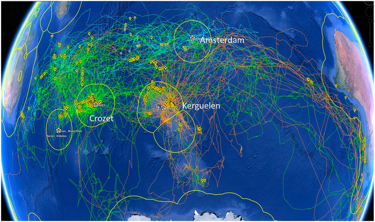 Southern Indian Ocean with the tracks of Crozet wandering albatrosses, Kerguelen wandering albatrosses, and Amsterdam albatrosses