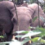 Forest elephant after attachment of PTT (Credits North Carolina Zoo)