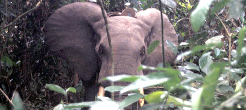 Forest elephant after attachment of PTT (Credits North Carolina Zoo) Forest elephant after attachment of PTT (Credits North Carolina Zoo)