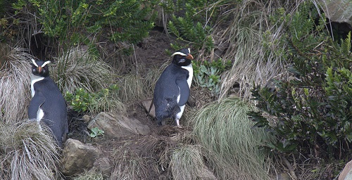 fiordland crested penguin