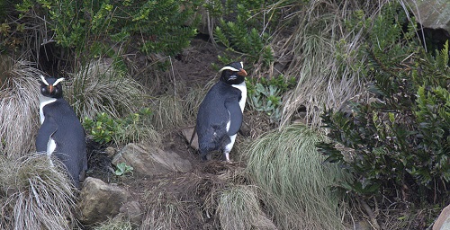 New  Zealand’s Marathon Penguins