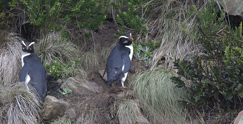 New  Zealand’s Marathon Penguins