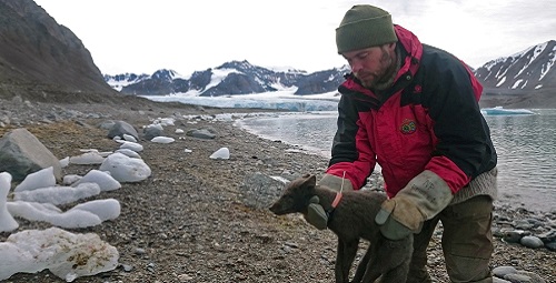 From Svalbard to Canada, the long travel of an arctic fox tracked by Argos