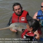 Argentinian researchers prepare to release a tagged franciscana