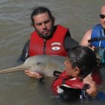 Argentinian researchers prepare to release a tagged franciscana (credit Chicago Zoological Society's Sarasota Dolphin Research Program)
