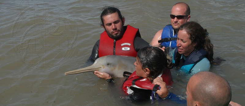 Argentinian researchers prepare to release a tagged franciscana