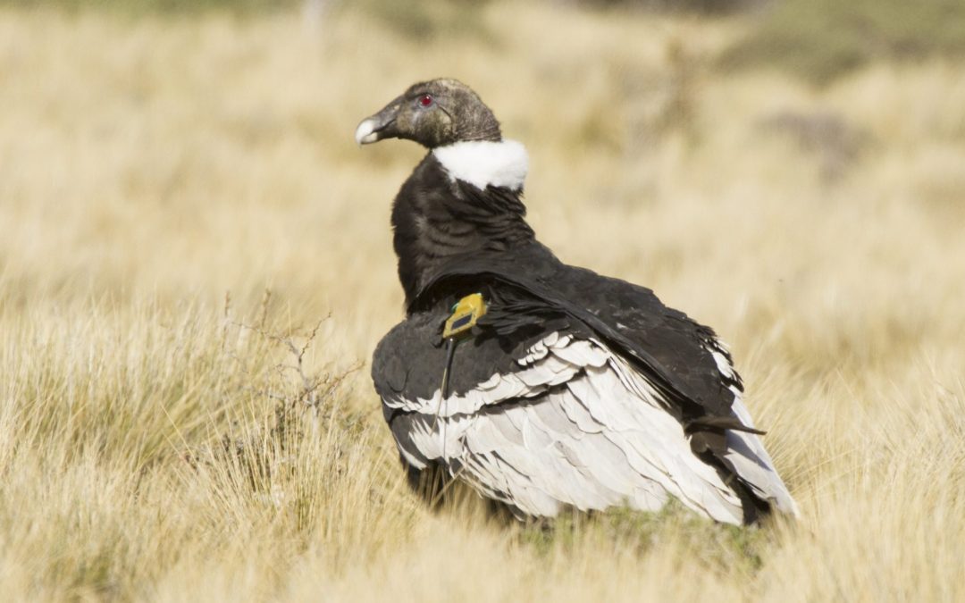 Conservation priority areas for the Andean condor