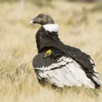 An Andean condor with an Argos GPS PTT (credit Gonzalo O. Ignazi)