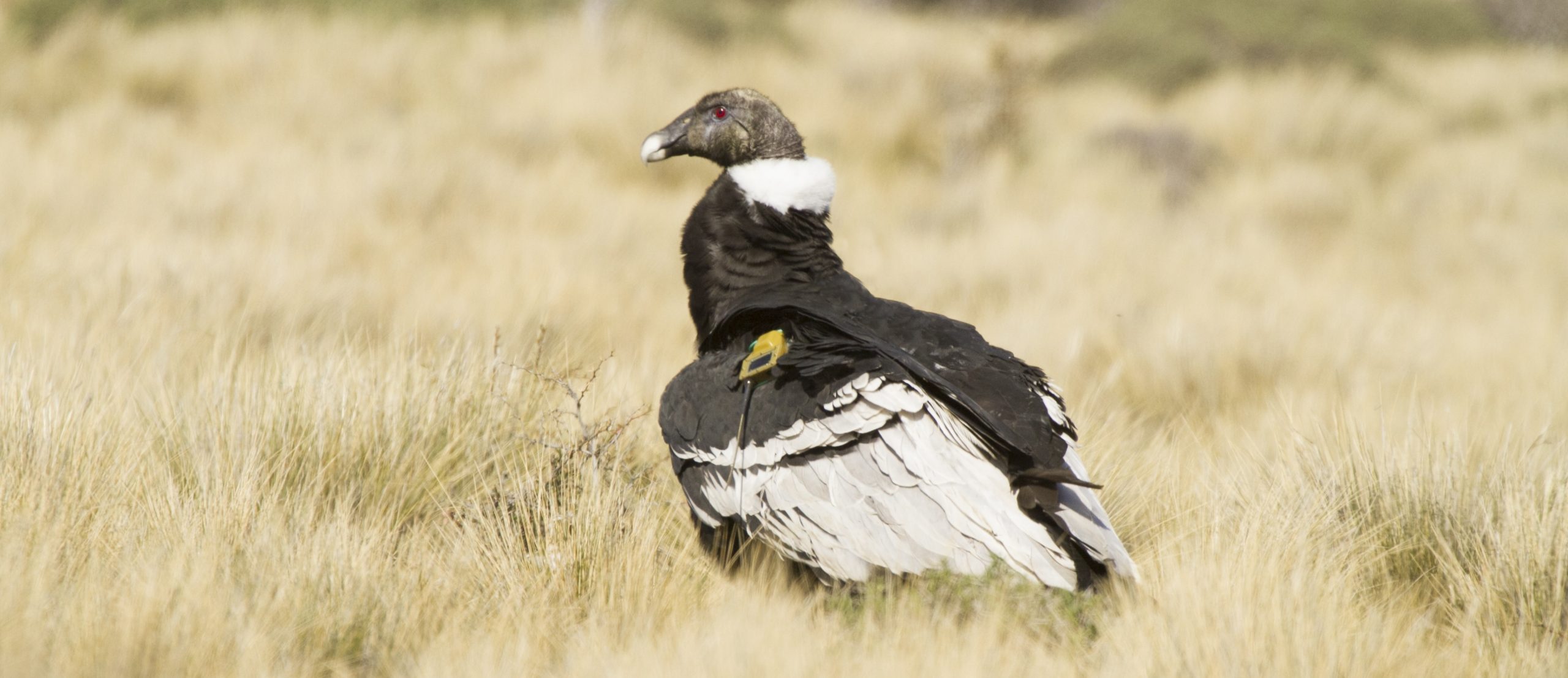 An Andean condor with an Argos GPS PTT (credit Gonzalo O. Ignazi)