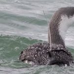 A red-throated diver with an Argos Tag (Credit Claudia Burger)