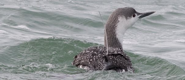 Red-throated divers move away from offshore wind farms
