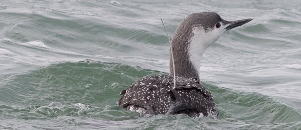 A red-throated diver with an Argos Tag (Credit Claudia Burger)