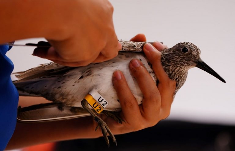 Great Knot