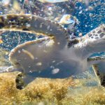 Young green sea turtle released with solar-powered satellite tag in Sargassum habitat