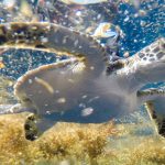 Young (“Oceanic stage”) green sea turtle released with solar-powered satellite tag in Sargassum habitat. (credit: Gustavo Stahelin, UCF MTRG; Permit number NMFS-19508)