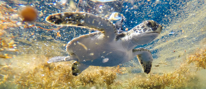 Young (“Oceanic stage”) green sea turtle released with solar-powered satellite tag in Sargassum habitat. (credit: Gustavo Stahelin, UCF MTRG; Permit number NMFS-19508)