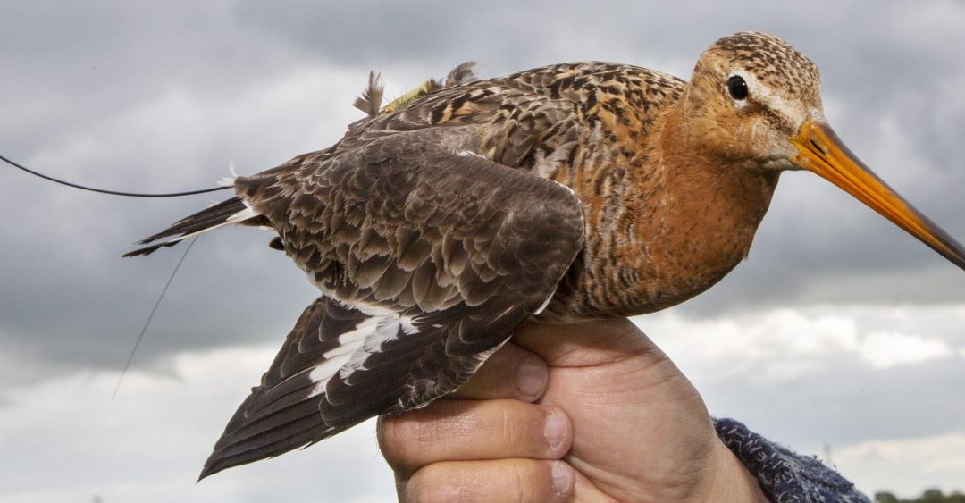 Black-tailed godwits’ different migration behaviours