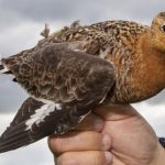 a black-tailed godwit with an Argos PTT