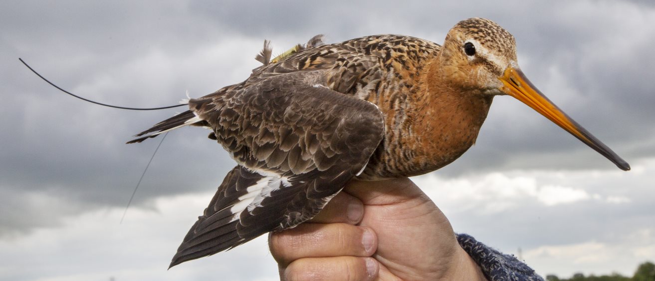 a black-tailed godwit with an Argos PTT