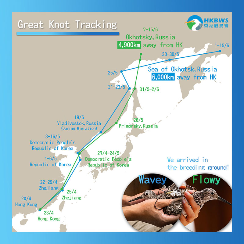 Great Knot tracking