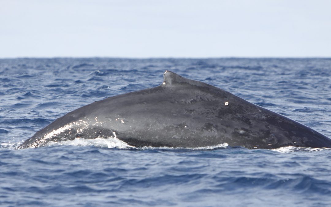 Argos helps in tracking where humpback whales feed