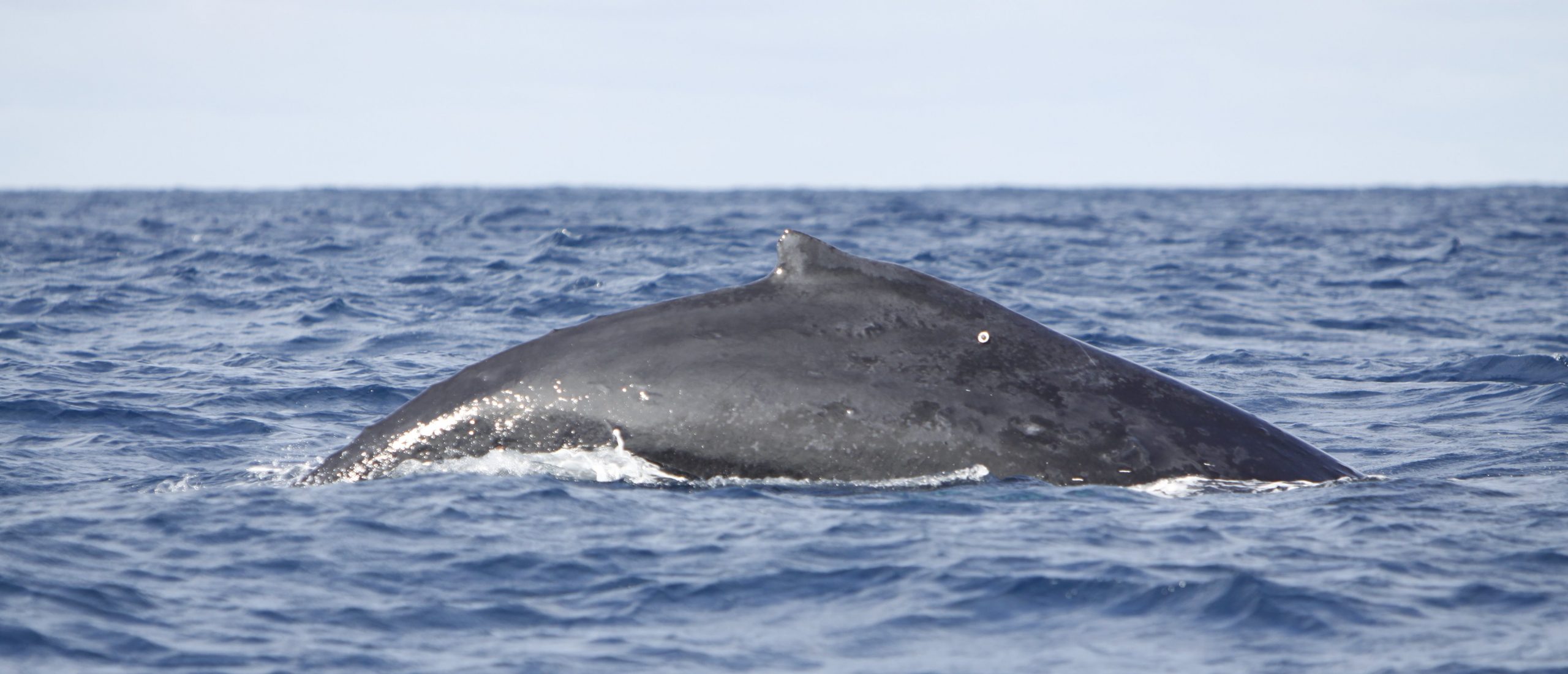 Humpback whale and tag (Credit University of Auckland)