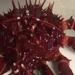 a porcupine crab with its harness (Credit University of Windsor)