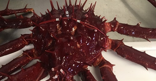 Deep-sea crabs tracked with Argos!