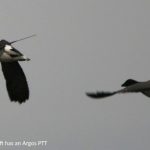 Brent geese in flight; the one on the left has an Argos PTT (credit K. Clausen)