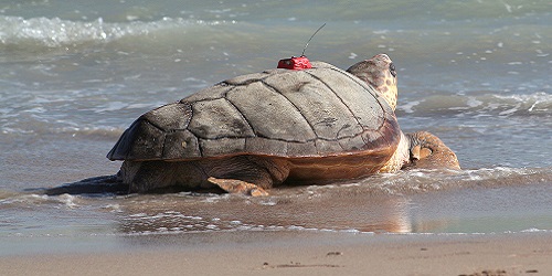 Understanding the tracking of three loggerhead turtles with ocean data