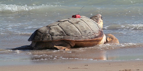 loggerhead turtle Copyright Aquarium La Rochelle SAS. loggerhead turtle Copyright Aquarium La Rochelle SAS.