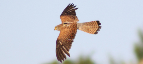 A Lesser Kestrel in flight with an Argos PTT. (Credits Green Balkans)