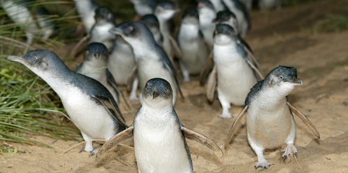 Little penguins. Copyright Philipp Island Nature Parks.