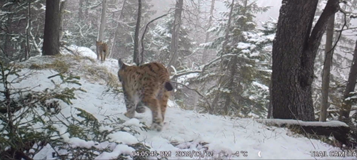 Lynx dans le jura