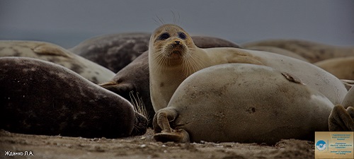 Caspian seal ecology and conservation