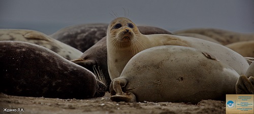 Caspian seals Argos