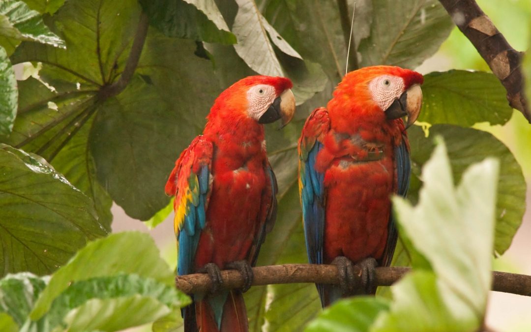Argos Telemetry Collars Allow Scientists to Track Macaw Movement Patterns and Advocate for Expanded Protection