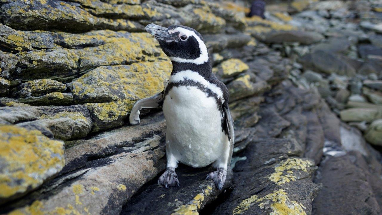 A magellanic penguin (Credits Antarctic Research Trust)