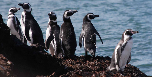Magellanic penguins, including one with an Argos tag on its back, and one Humboldt penguin (credits Antarctic Research Trust)