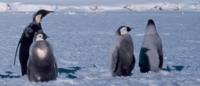 Argos helps in revealing how juvenile emperor penguins learn to feed
