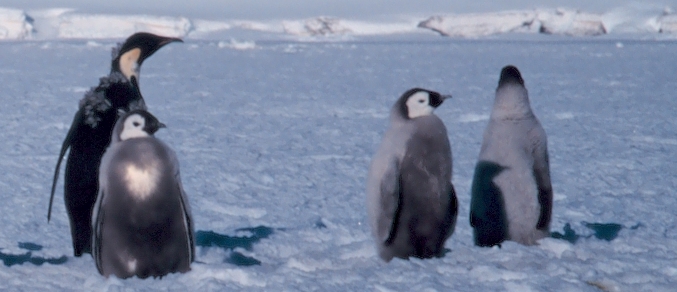 Emperor penguins