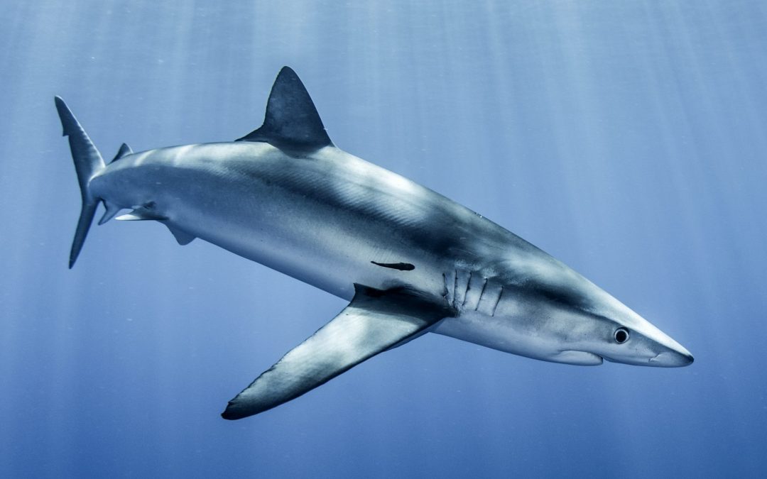 Less oxygen in the ocean may mean more threats from fisheries for blue sharks