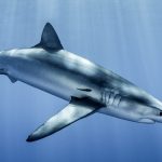 A blue shark