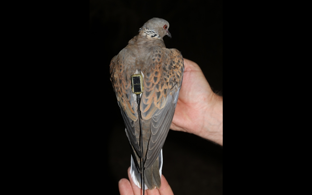 The RSPB and Argos – an overview of using satellite telemetry in scientific research